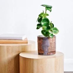 Coupon ❤️ Australia Only - EDEN 16cm Warlu Mina Mina Dreaming 3 Indigenous Planter Other 🥰 -Eden shop 225deddbec9d45aa9f060456d2b46724