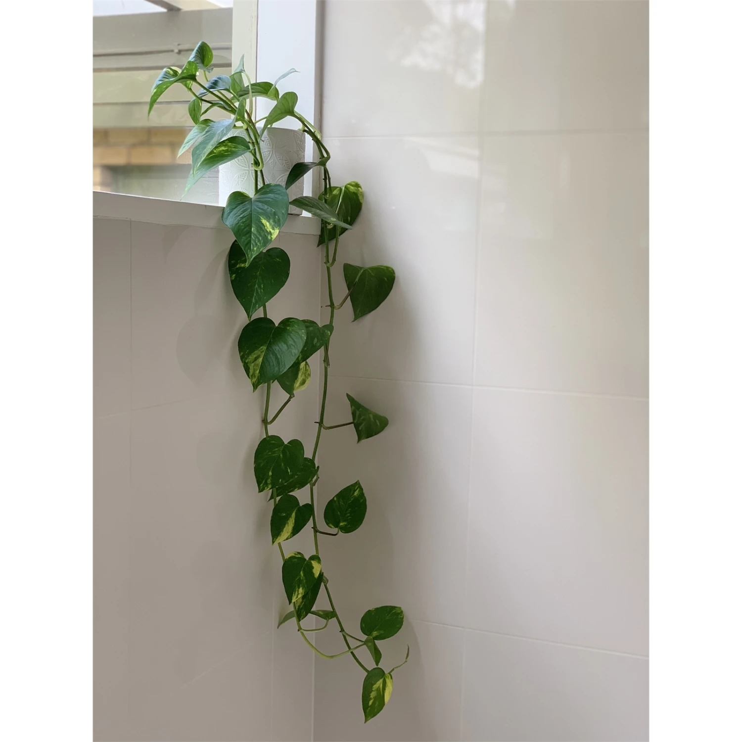 Outlet 😍 Australia Only - Eden 14cm White Moroccan Tile Ceramic Planter ⌛ 5 Outlet 😍 Australia Only - Eden 14cm White Moroccan Tile Ceramic Planter ⌛ - Image 3