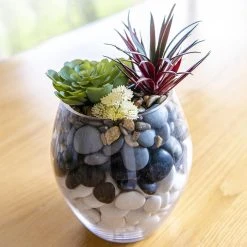 Discount 🥰 Australia Sale - EDEN 17cm Glass Bowl Planter Other 😉 -Eden shop 3d8b47f70d8b4ae2be3cf905d9fc8dd4