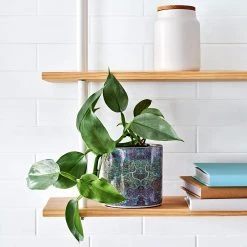 Cheap 🌟 Australia Sale - EDEN 16cm Warlu Mina Mina Dreaming 1 Indigenous Planter Other 😉 -Eden shop 985d8ddef3204dbc9a480cd1e16c1718