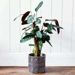 Budget ⌛ EDEN 16cm Warlu 🥰 Womens Dreaming 2 Indigenous Planter Other - To Australia ⌛ -Eden shop c1c3a1615b4e4a3b8dd940f411122333