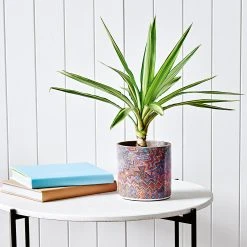 Brand new ❤️ Australia Sale - EDEN 16cm Warlu Vaughan Springs Dreaming 1 Indigenous Planter Other ❤️ -Eden shop e59c9b5d66574e178b6050aba0ca0717