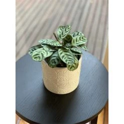 Outlet 😍 Australia Only - Eden 14cm White Moroccan Tile Ceramic Planter ⌛ 9 Outlet 😍 Australia Only - Eden 14cm White Moroccan Tile Ceramic Planter ⌛ -Eden shop f3be583009da40699d6b3c17acb8554c